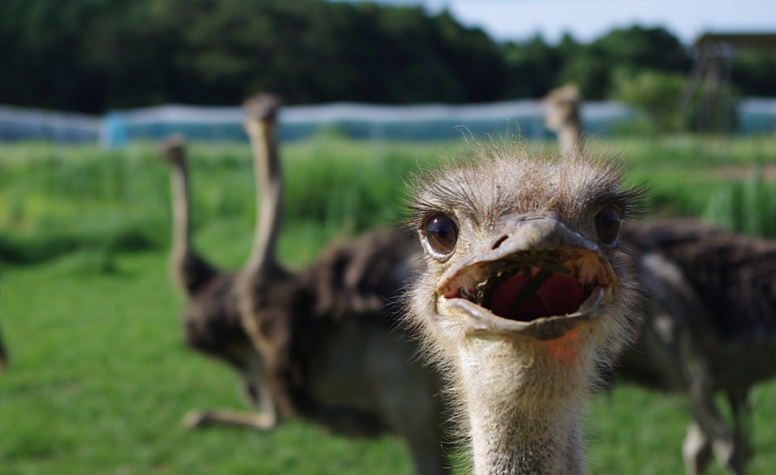 【200円割引】ダチョウ王国 石岡ファーム